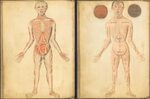 Ранние представления об анатомии человека